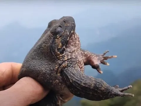 Đặc sản Lạng Sơn vô cùng quý hiếm, ai muốn thưởng thức phải đặt trước cả tháng, giá gần 1 triệu đồng/kg