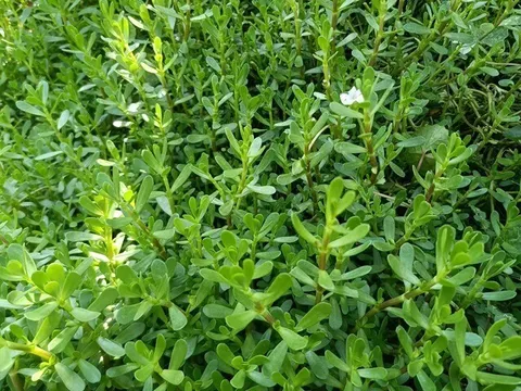 Cây dại mọc bờ mương có vị đắng nay thành đặc sản được ưa chuộng giá 70.000 đồng/kg, trồng 2 tháng cho thu hoạch