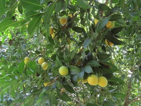 Loại quả xưa rụng đầy không ai ngó ngàng, nay thành đặc sản nổi tiếng khắp nơi 70.000 đ/kg, trồng một lần thu hoạch nhiều năm