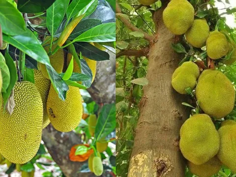 Các cụ dặn: 3 loại cây 'chặn tài lộc', đừng dại trồng trước cổng