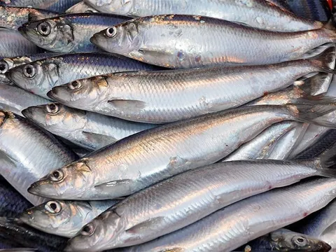 3 loại cá được bác sĩ ví như “lá chắn ung thư”,  chợ Việt bán rẻ bèo