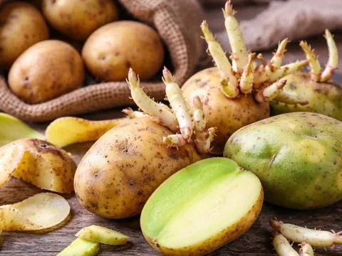 Khoai tây mọc mầm, vỏ vàng chuyển thành xanh: Nguy cơ nghiêm trọng mà nhiều người không biết