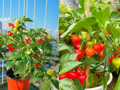 Trồng cây ớt trước cửa nhà có ý nghĩa phong thủy gì?