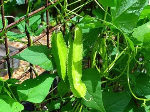 Loại rau bề ngoài xanh lét, sần sùi lại là "vàng xanh" cả thế giới săn lùng, kiểm soát đường huyết hiệu quả, chợ Việt có nhiều