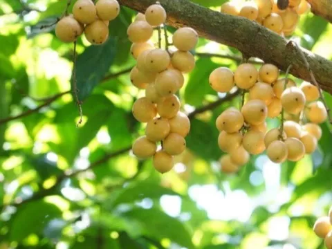 Loại quả xưa rụng đầy gốc không ai ngó ngàng, nay lên đời thành đặc sản miền Tây 30.000 đ/kg, trồng một lần hái bán nhiều năm