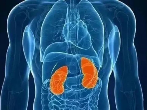 Chỉ còn một quả thận: Điều gì xảy ra với cơ thể và sức khỏe về lâu dài?