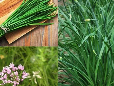 Loại rau bổ hơn thịt, tốt như ‘thuốc tự nhiên’: Dễ trồng như cỏ dại nhưng ít người biết để ăn