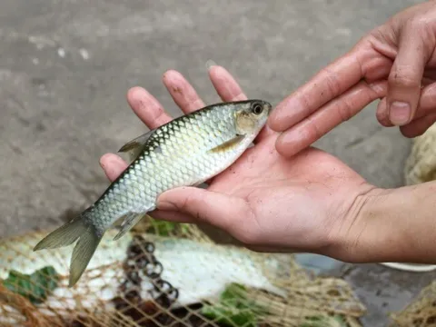 Nuôi loài cá đặc sản từng dùng để "tiến vua", nổi tiếng khó tính, 10 năm mới chịu đẻ lại giúp nông dân đổi đời