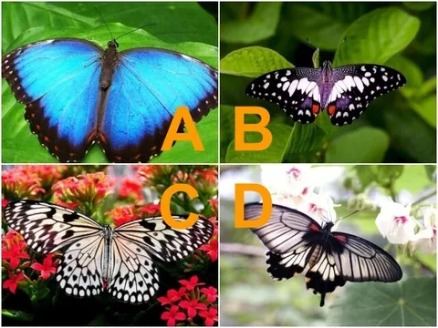 Trắc nghiệm: Chọn một con bướm để xem tình yêu định mệnh của bạn đã đến gần hay vẫn “ế dài hạn”?