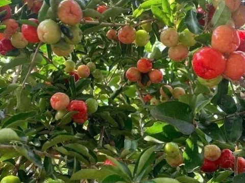 Loại quả xưa không ai ngó ngàng, nay thành đặc sản nổi tiếng khắp nơi 80.000 đ/kg, trồng một lần thu hoạch nhiều năm