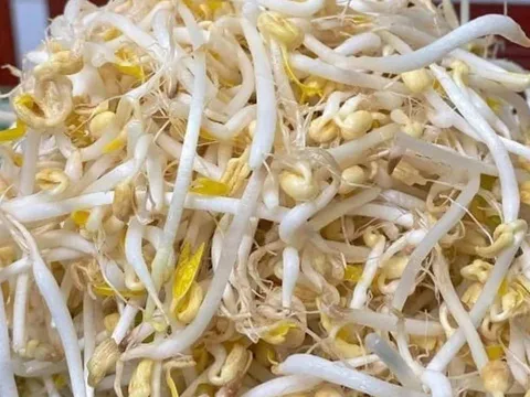 5 loại rau “vua thải độc” trong mùa nắng nóng, chợ Việt bán rất nhiều