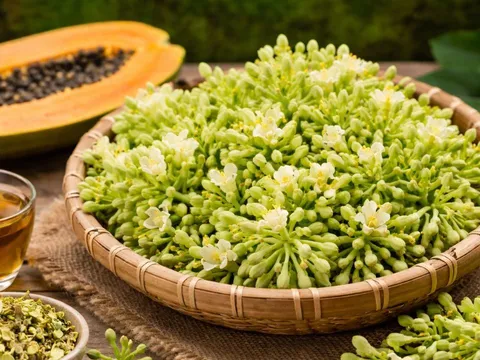 Hoa đu đủ đực tốt nhưng không phải ai cũng dùng được: 4 nhóm người cần đặc biệt cẩn trọng