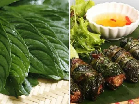 Loại lá cuốn chả thơm ngon gấp 3 lần lá lốt, bổ từ trong ra ngoài