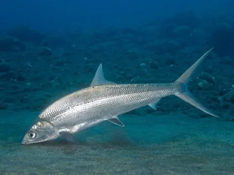 Loại cá vừa đẹp vừa ngon, là đặc sản nổi tiếng nhưng hiếm có khó tìm, muốn mua phải đặt trước, 300.000 đồng/kg