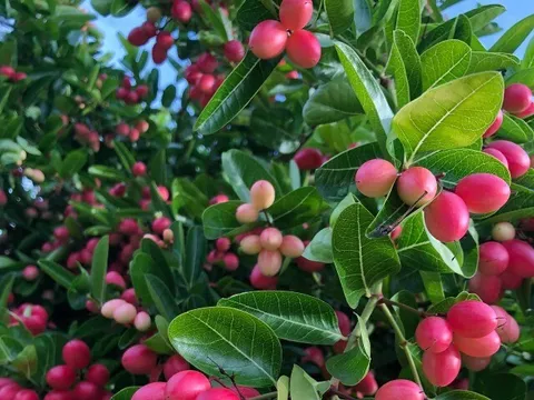 Loại quả mọc bờ rào xưa rụng đầy, nay thành đặc sản nổi tiếng được ưa chuộng, trồng một lần thu hoạch nhiều năm