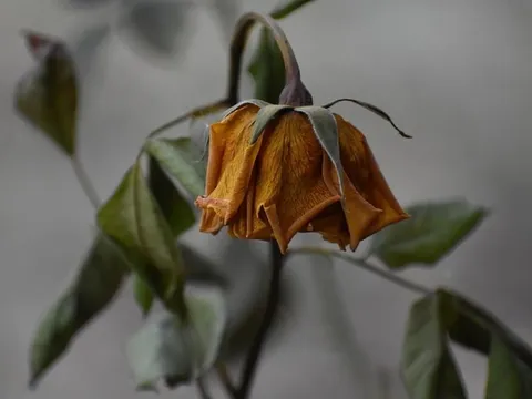 5 loại hoa Thần Tài “cực ghét”: Đặt trong nhà dễ hao tài, mời gọi vận xui