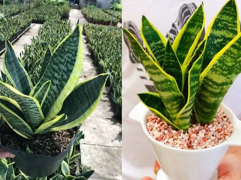 Ai nên trồng Cây Lưỡi Hổ? 2 mệnh hợp trồng cây này nhất