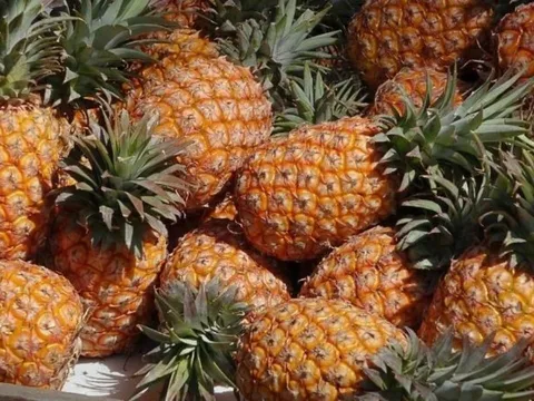 Cách ăn dứa hỗ trợ thải độc gan thận, giảm cân cấp tốc