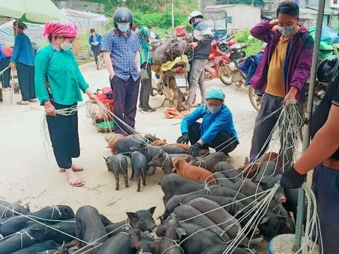 Phiên chợ độc nhất ở Lào Cai nằm giữa “lưng trời”, bán toàn đồ lạ khó nơi nào có