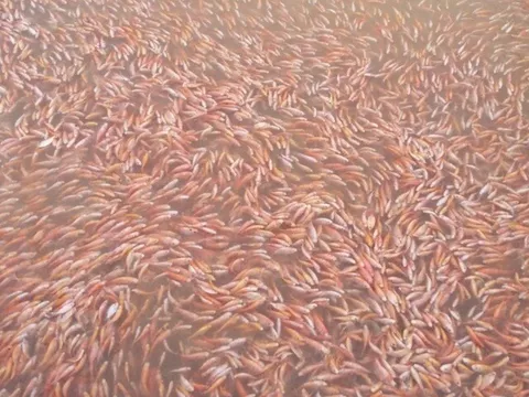 Nuôi loài cá đặc sản toàn thân màu hồng trên hồ nước ngọt, cứ thu hoạch là bán hết veo, giúp nông dân đổi đời