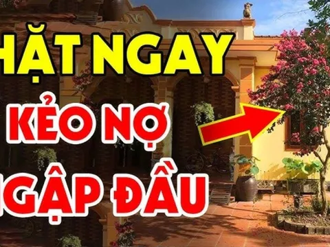 3 loại cây trồng trước cửa nhà nào nhà đó nghèo khổ: Cây càng xanh người càng suy