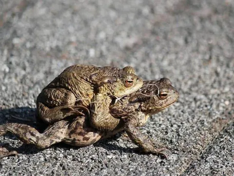 Các cụ dặn: 4 con vật vào nhà là điềm lành, đuổi đi là mất lộc