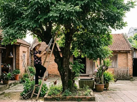 Vì sao cây khế xanh tốt nhưng ít quả? 5 điều nhiều gia đình đang làm sai