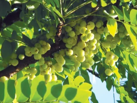 Loại quả mọc bờ rào xưa không ai ăn, nay thành món đặc sản khoái khẩu giá 180.000 đ/kg, trồng một lần thu hoạch nhiều năm