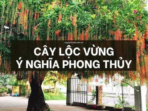4 loại cây trồng trước nhà mang tới tiền tài phúc lộc: Càng ngày càng giàu có