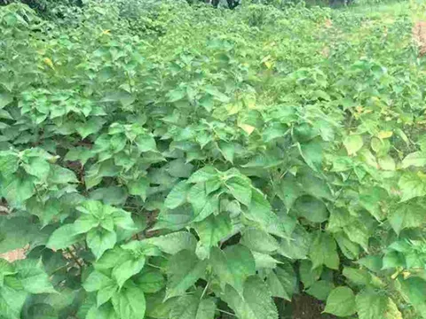 Cây dại mọc đầy bờ rào nay giúp nông dân đổi đời, vừa làm bánh, vừa thành sợi dệt, trồng 1 lần thu hoạch cả năm