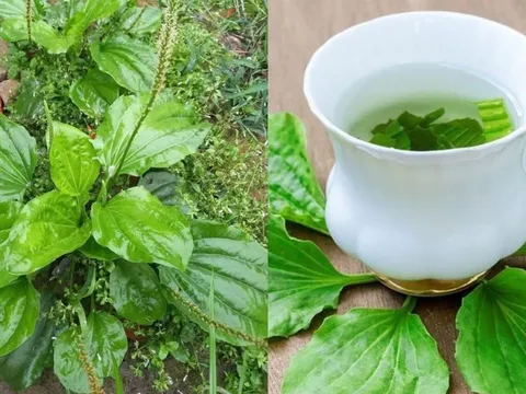 4 loại lá đun nước uống giúp mát gan, thải độc gan