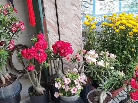 5 loại hoa Thần Tài 'cực ghét', bỏ ngay kẻo Tiền của lụi tàn