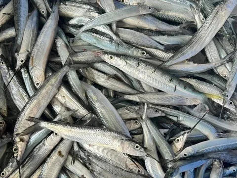 Loài cá mang tên nghe như đang “hờn cả thế giới”, là đặc sản Lâm Đồng hiếm có, ngư dân bắt được thường ăn ngay chứ không bán