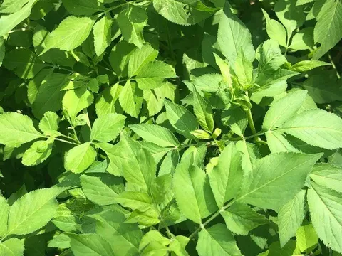 Cây mọc bờ rào có vị đắng nay thành đặc sản hương vị lạ được ưa chuộng ở thành phố, trồng 30 ngày cho thu hoạch, 50.000 đồng/kg