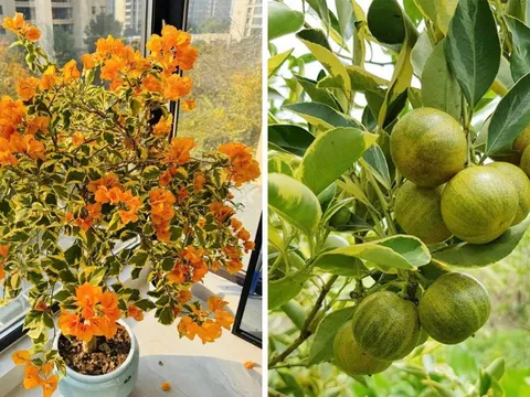 4 cây cảnh ánh kim “toàn vàng là vàng”: Vừa sang trọng vừa hút tài lộc, nhà giàu rất thích trồng