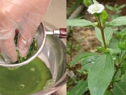 Đem loại cỏ này nấu nước gội đầu, giúp giảm rụng tóc, kích thích mọc tóc: Ở Việt Nam mọc dại khắp nơi