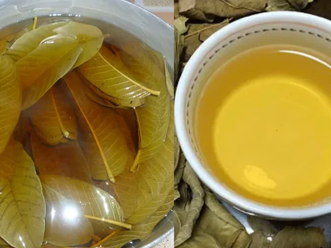 Nước lá ổi rất tốt: Có 5 nhóm người nên uống thường xuyên