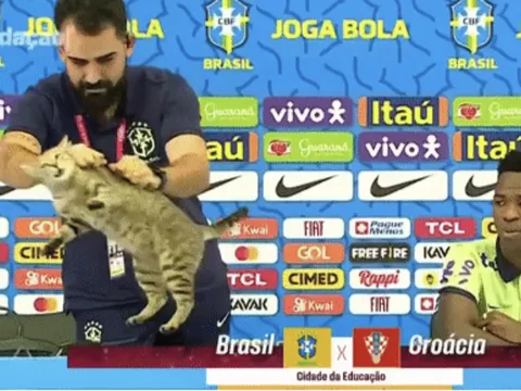 Thành viên tuyển Brazil ném con mèo trong buổi họp báo