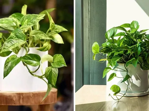 Vị trí "Hao tài, tốn lộc" không nên đặt cây trầu bà: Nhiều người không biết vẫn vô tư trồng