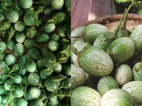 Cà đắng Tây Nguyên: Loại quả “đắng lạ” từng bị bỏ quên, giờ thành đặc sản khiến ai ăn cũng nhớ