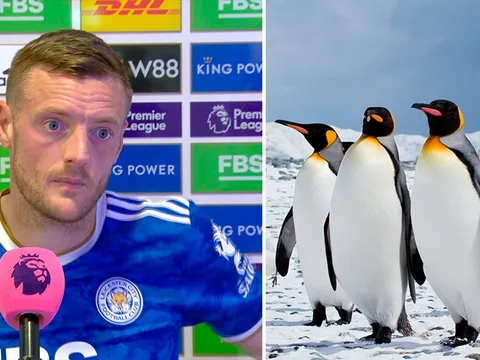 Muốn mua chim cánh cụt làm thú cưng, Vardy bị cảnh báo