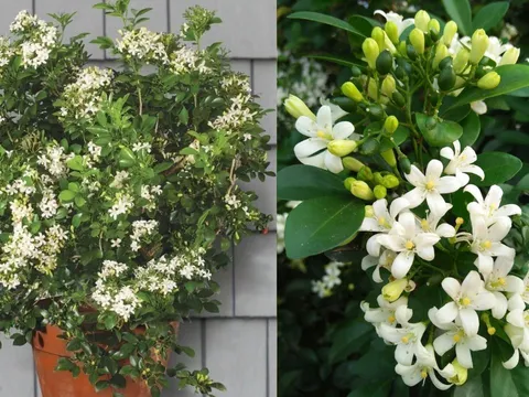 Những người nên tránh trồng cây nguyệt quế trước nhà