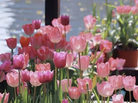 Trời không phụ lòng người: Tháng sinh của người càng chăm chỉ càng giàu, sớm hưởng hồng phúc