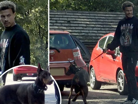 Sợ cướp tấn công, Alli mua hẳn chó nghiệp vụ