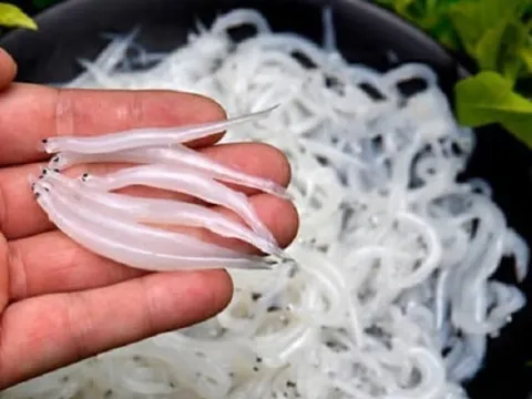 Nghề lạ ở ven biển giúp nhiều phụ nữ kiếm tiền triệu mỗi ngày, đòi hỏi sự tập trung cao, công cụ lại cực đơn giản