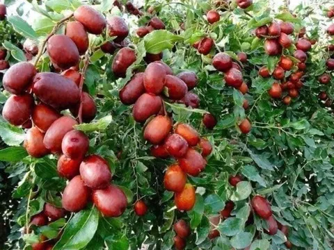 12 loại trái cây sạch nhất Việt Nam, ít tồn dư thuốc trừ sâu, bán đầy chợ Việt với giá rẻ, từ 15.000 đ/kg