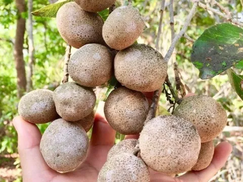 Loại quả xưa rụng đầy không ai nhặt, bất ngờ "lên đời" thành đặc sản được dân phố mê tít, giá 70.000 đồng/kg