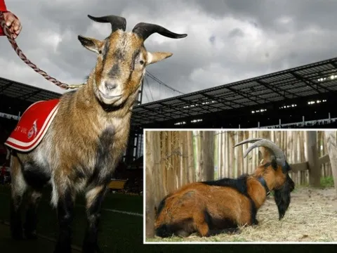 Chú dê linh vật của CLB Bundesliga bị cấm tới sân