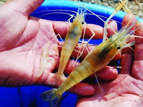 Người bán tôm nói nhỏ: Chọn tôm nuôi hay tôm tự nhiên cứ làm theo cách này?