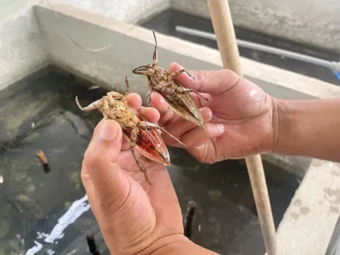 Loài vật nhìn giống như con gián nhưng là đặc sản hiếm, hơn 1 triệu/kg vẫn có người săn lùng, giúp nông dân đổi đời